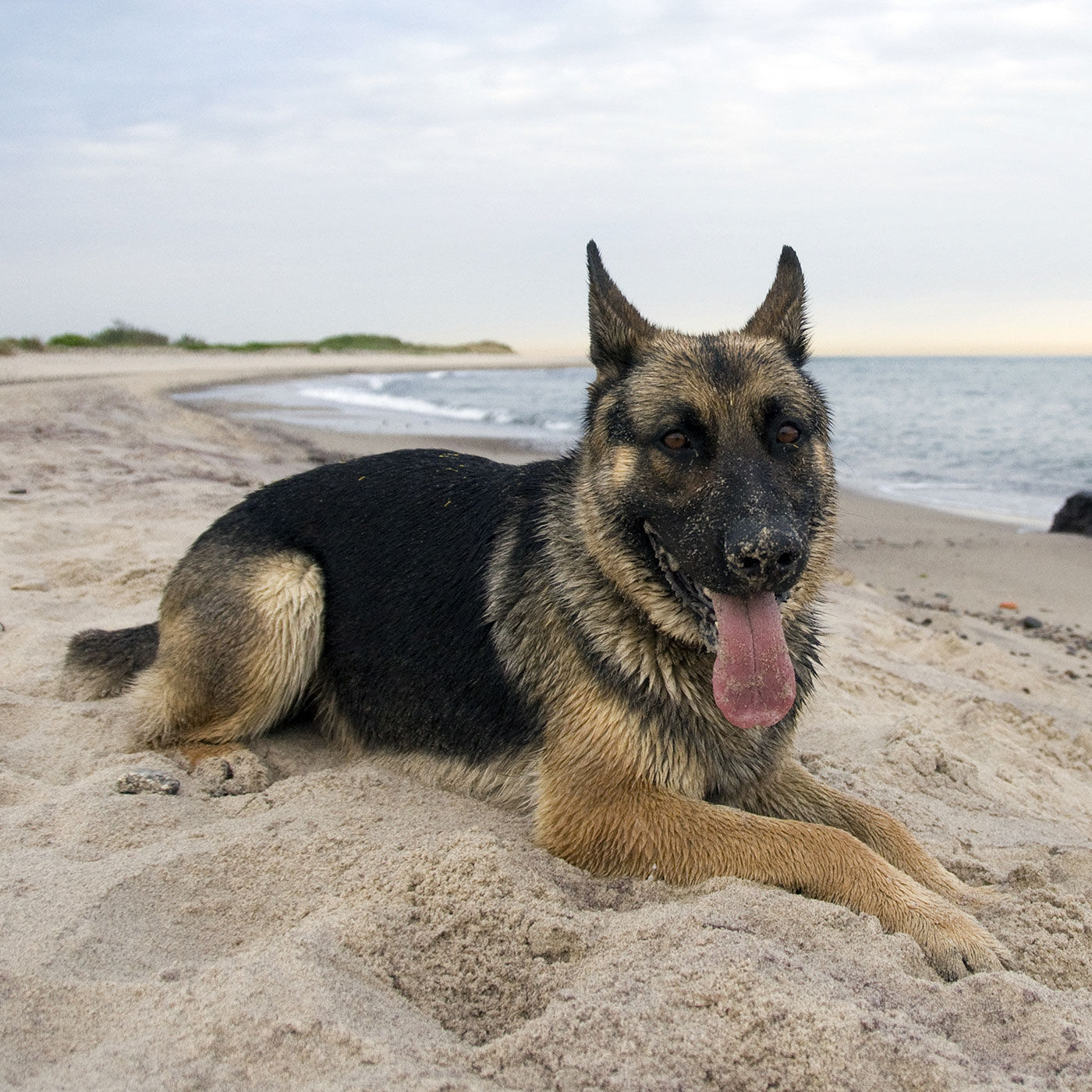 Hund Senta frontal an der Ostsee im Hintergrund der Stand und Meer.